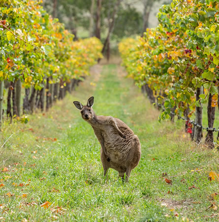 kangaroo-vineyard.jpg